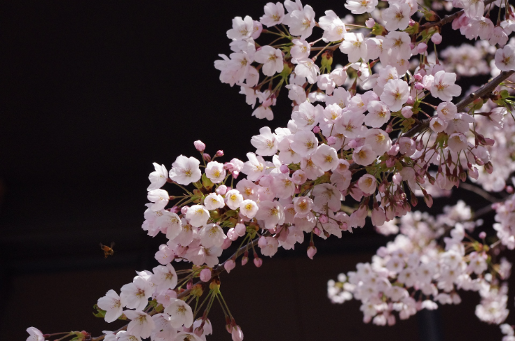 盆栽の桜の開花時期