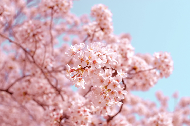 盆栽の花ものの種類の桜